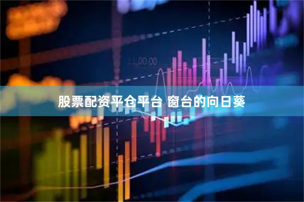 股票配资平仓平台 窗台的向日葵