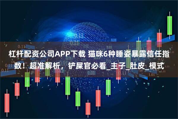 杠杆配资公司APP下载 猫咪6种睡姿暴露信任指数！超准解析，铲屎官必看_主子_肚皮_模式