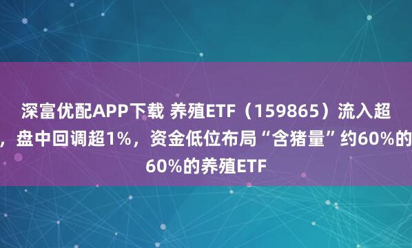 深富优配APP下载 养殖ETF（159865）流入超1.3亿份，盘中回调超1%，资金低位布局“含猪量”约60%的养殖ETF